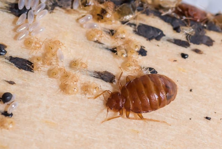 Bed Bug Control