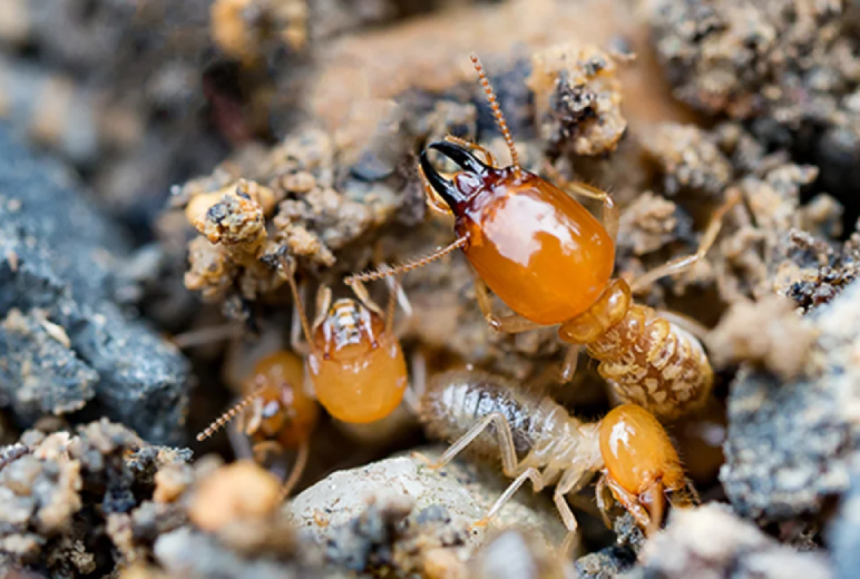 Termite Control