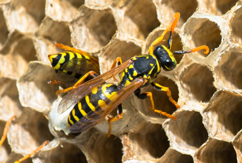 Wasp Control