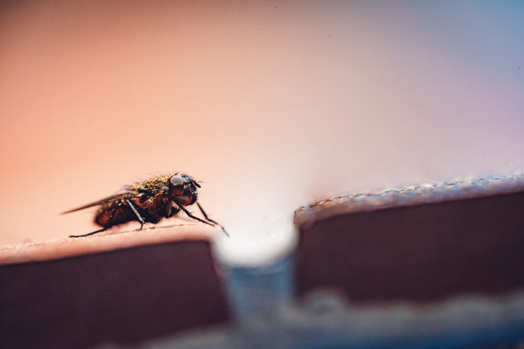 Flies Control Dubai: Fast & Professional Fly Removal for Homes & Businesses flies control Dubai