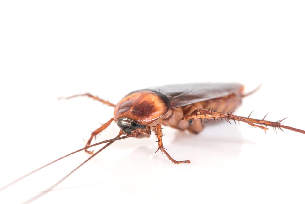 cockroach on white background cockroach on white background