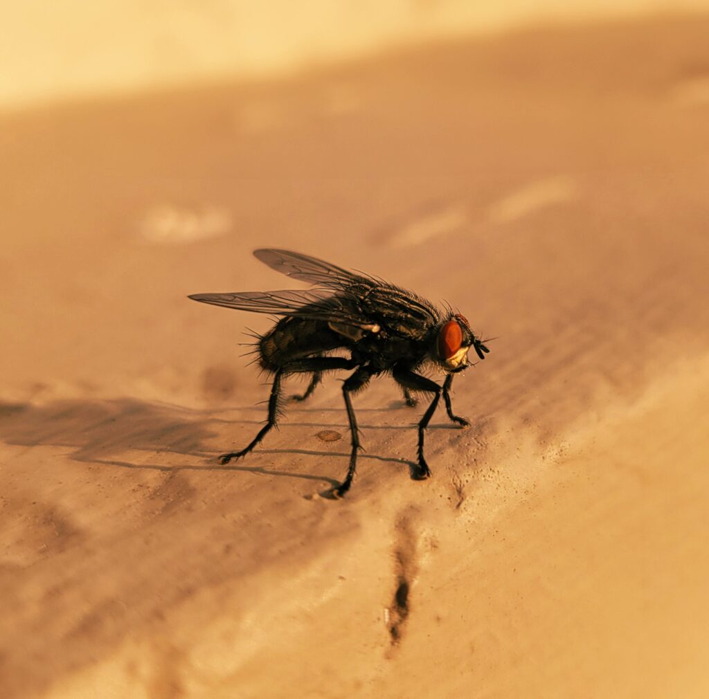 Flies Control Dubai: Fast & Professional Fly Removal for Homes & Businesses flies control Dubai