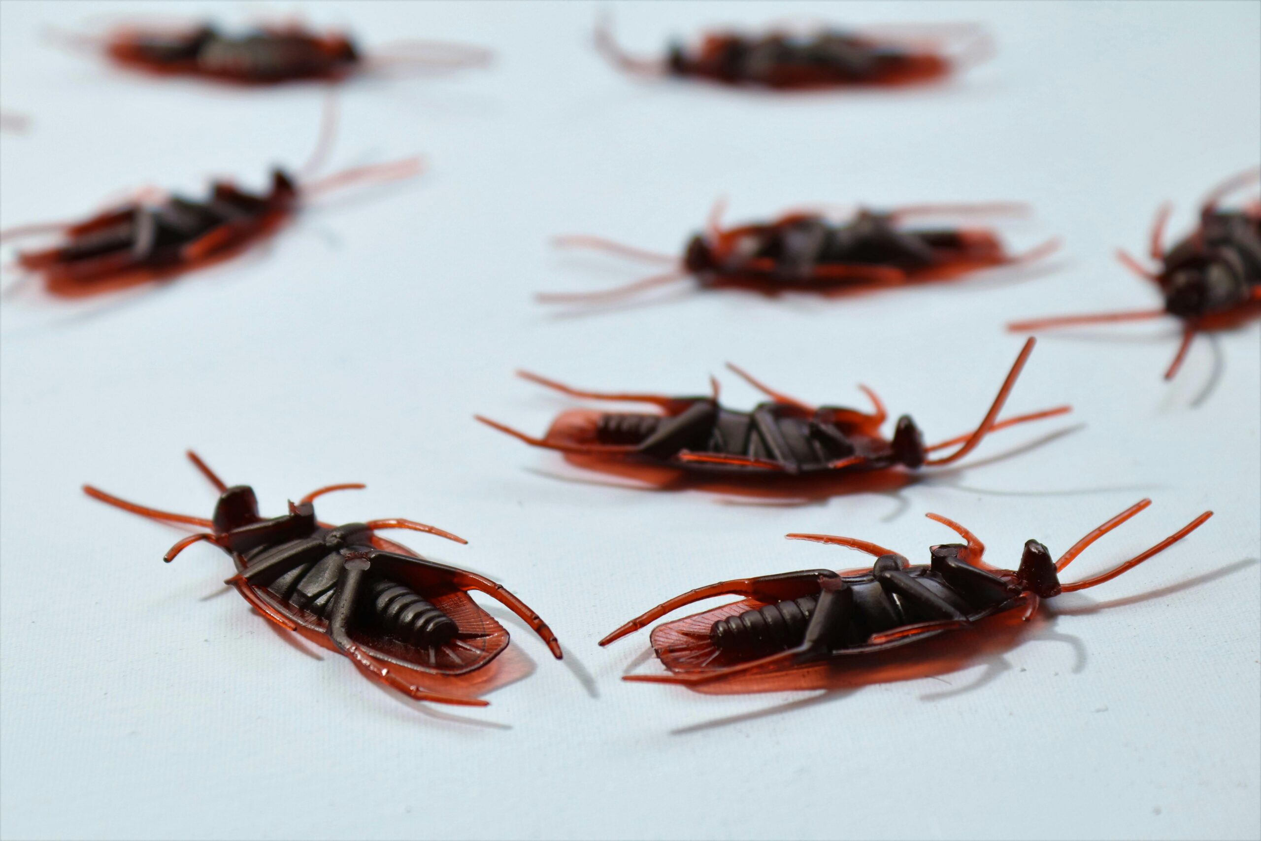 The Ultimate Guide to Cockroach Control Dubai cockroach pest control dubai