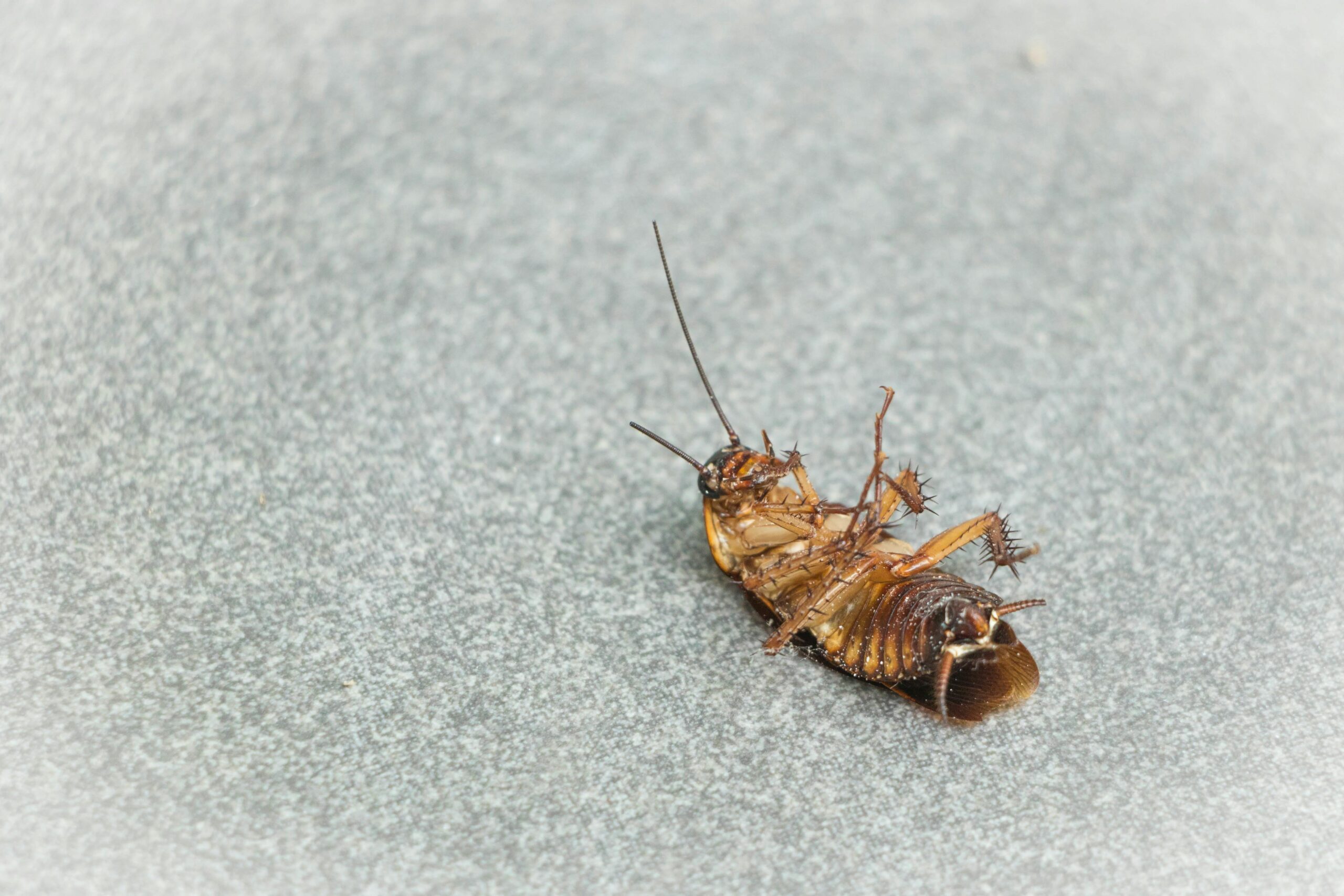 The Ultimate Guide to Cockroach Control Dubai cockroach pest control dubai