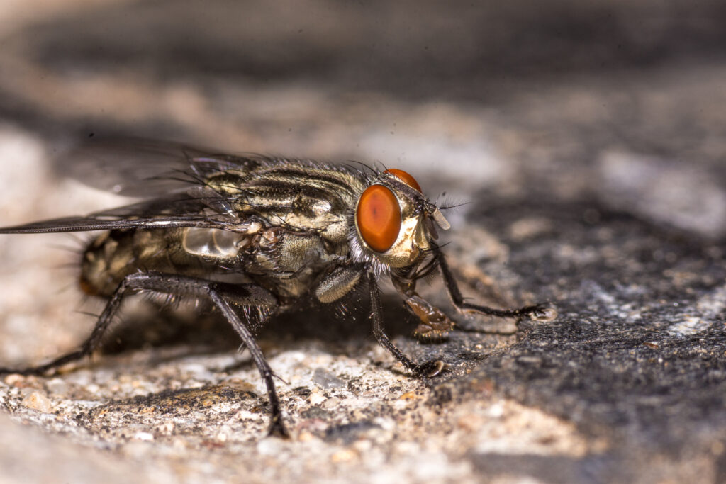 Flies Control Dubai: Fast & Professional Fly Removal for Homes & Businesses flies control Dubai