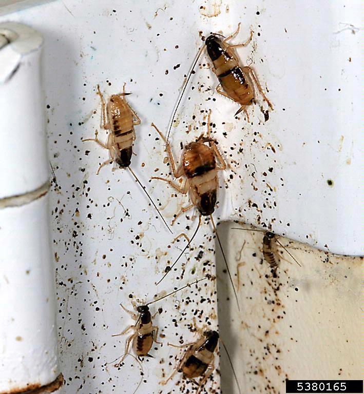 bestpestcontroldubai