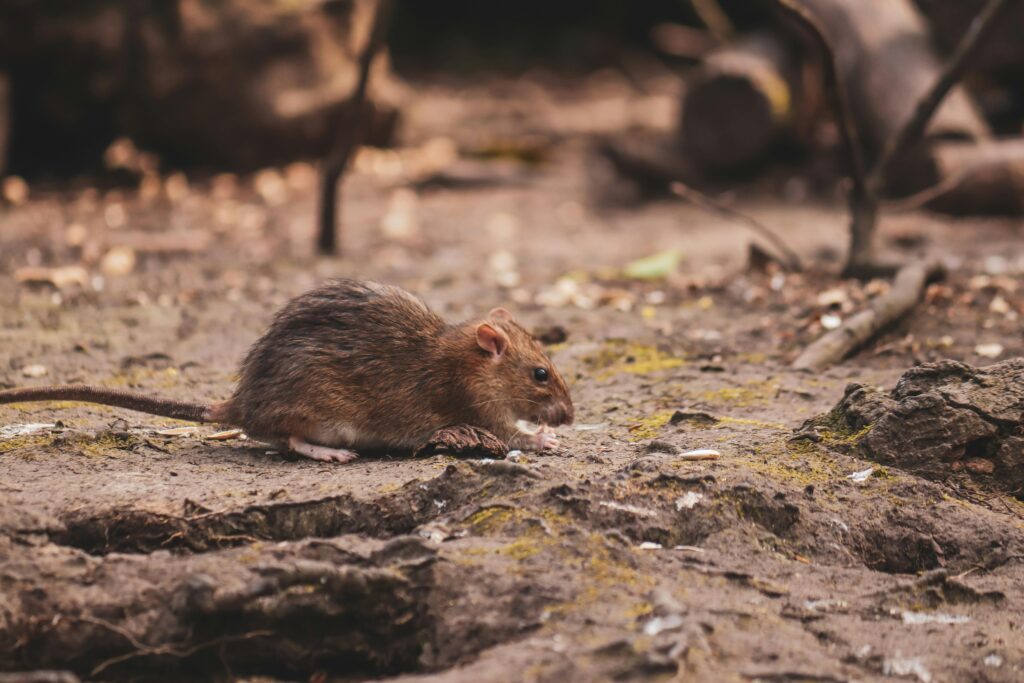 Rodent Control Dubai